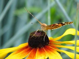 Butterfly Vanessa cardui sits on a flower Rudbeckia and drinks nectar photo