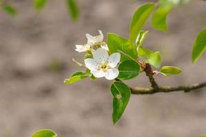 Spring blooming apple tree branch photo