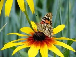 mariposa vanessa cardui se sienta en una flor rudbeckia y bebe néctar foto