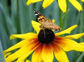 mariposa vanessa cardui se sienta en una flor rudbeckia y bebe néctar foto