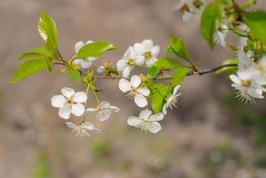 Spring blooming apple tree branch photo