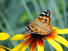 Butterfly Vanessa cardui sits on a flower Rudbeckia photo