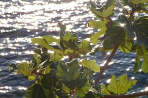 dried flowers and mediterranean leaves with marine background photo