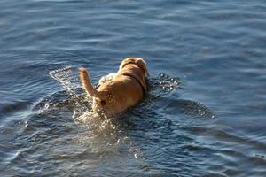 Dog playing and bathing in the sea in the early morning hours. photo