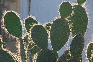 cactus retroiluminado típico de zonas cálidas con poca agua foto