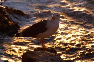 Wild seagulls in nature along the cliffs of the Catalan Costa Brava, Mediterranean, Spain. photo