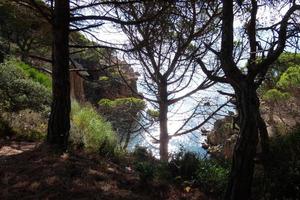 pinos, rocas y acantilados en la costa brava catalana en el mar mediterráneo foto