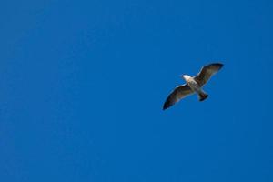 gaviotas salvajes en la naturaleza a lo largo de los acantilados de la costa brava catalana, mediterráneo, españa. foto