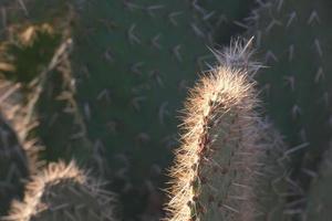 Backlit cactus typical of warm areas with little water photo