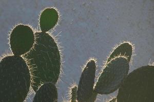 Backlit cactus typical of warm areas with little water photo