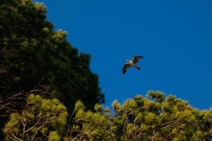 Wild seagulls in nature along the cliffs of the Catalan Costa Brava, Mediterranean, Spain. photo