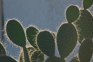 Backlit cactus typical of warm areas with little water photo