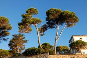 mediterranean vegetation during the summer season in the Catalonia region photo