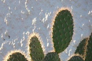 cactus retroiluminado típico de zonas cálidas con poca agua foto