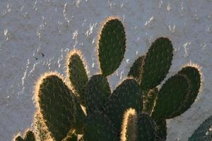 Backlit cactus typical of warm areas with little water photo