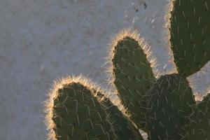 Backlit cactus typical of warm areas with little water photo