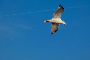 gaviotas salvajes en la naturaleza a lo largo de los acantilados de la costa brava catalana, mediterráneo, españa. foto