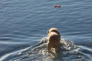 Dog playing and bathing in the sea in the early morning hours. photo