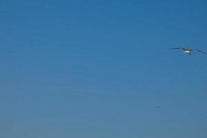 Wild seagulls in nature along the cliffs of the Catalan Costa Brava, Mediterranean, Spain. photo