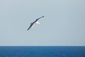 Wild seagulls in nature along the cliffs of the Catalan Costa Brava, Mediterranean, Spain. photo