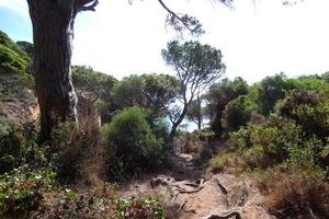 pinos, rocas y acantilados en la costa brava catalana en el mar mediterráneo foto