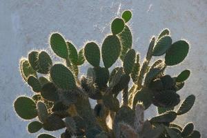 cactus retroiluminado típico de zonas cálidas con poca agua foto