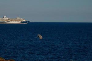 Wild seagulls in nature along the cliffs of the Catalan Costa Brava, Mediterranean, Spain. photo