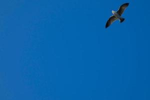 Wild seagulls in nature along the cliffs of the Catalan Costa Brava, Mediterranean, Spain. photo