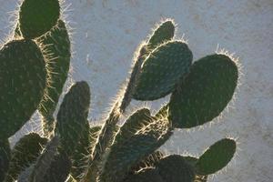 Backlit cactus typical of warm areas with little water photo