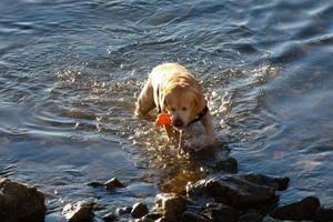 Dog playing and bathing in the sea in the early morning hours. photo