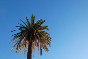 solitary tropical palm tree under a blue sky photo