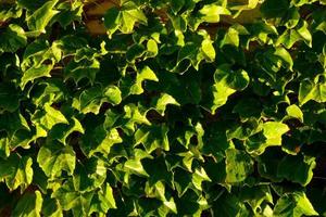 mediterranean vegetation during the summer season in the Catalonia region photo