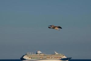 Wild seagulls in nature along the cliffs of the Catalan Costa Brava, Mediterranean, Spain. photo