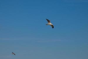 Wild seagulls in nature along the cliffs of the Catalan Costa Brava, Mediterranean, Spain. photo