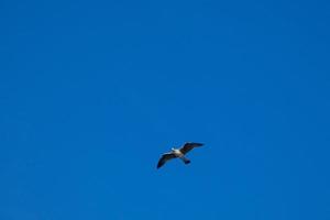 Wild seagulls in nature along the cliffs of the Catalan Costa Brava, Mediterranean, Spain. photo