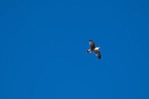 Wild seagulls in nature along the cliffs of the Catalan Costa Brava, Mediterranean, Spain. photo