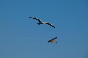 Wild seagulls in nature along the cliffs of the Catalan Costa Brava, Mediterranean, Spain. photo