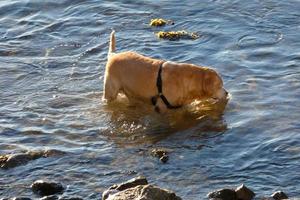 perro jugando y bañándose en el mar en las primeras horas de la mañana. foto