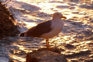 Wild seagulls in nature along the cliffs of the Catalan Costa Brava, Mediterranean, Spain. photo