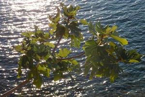 dried flowers and mediterranean leaves with marine background photo