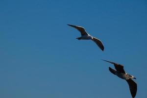 gaviotas salvajes en la naturaleza a lo largo de los acantilados de la costa brava catalana, mediterráneo, españa. foto