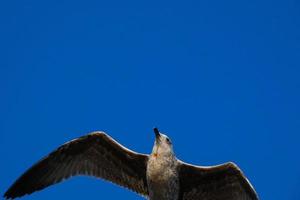 Wild seagulls in nature along the cliffs of the Catalan Costa Brava, Mediterranean, Spain. photo