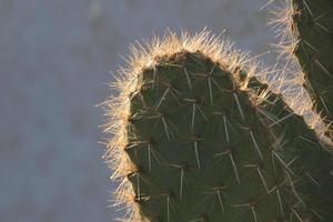 cactus retroiluminado típico de zonas cálidas con poca agua foto
