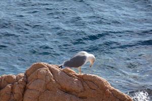 Seagull on a sea cliff in the Mediterranean Sea photo