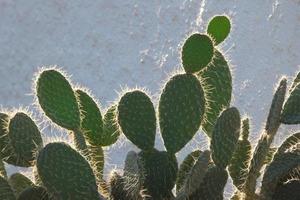 cactus retroiluminado típico de zonas cálidas con poca agua foto