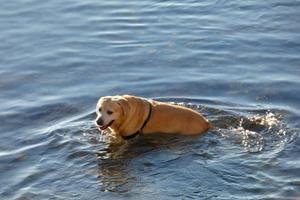 Dog playing and bathing in the sea in the early morning hours. photo