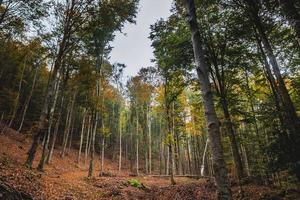 nature photos of a deep Ligurian woodland with tall trees and autumnal foliage