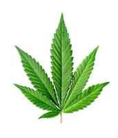 cannabis leaf isolated on white photo