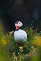 Atlantic Puffin bird standing with yellow flower on the grass by coastal cliff in north atlantic ocean on summer in Iceland photo