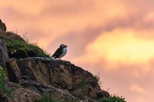 Lovely couple Atlantic Puffin bird or Fratercula Arctica standing on the cliff by coastline on summer in Iceland photo